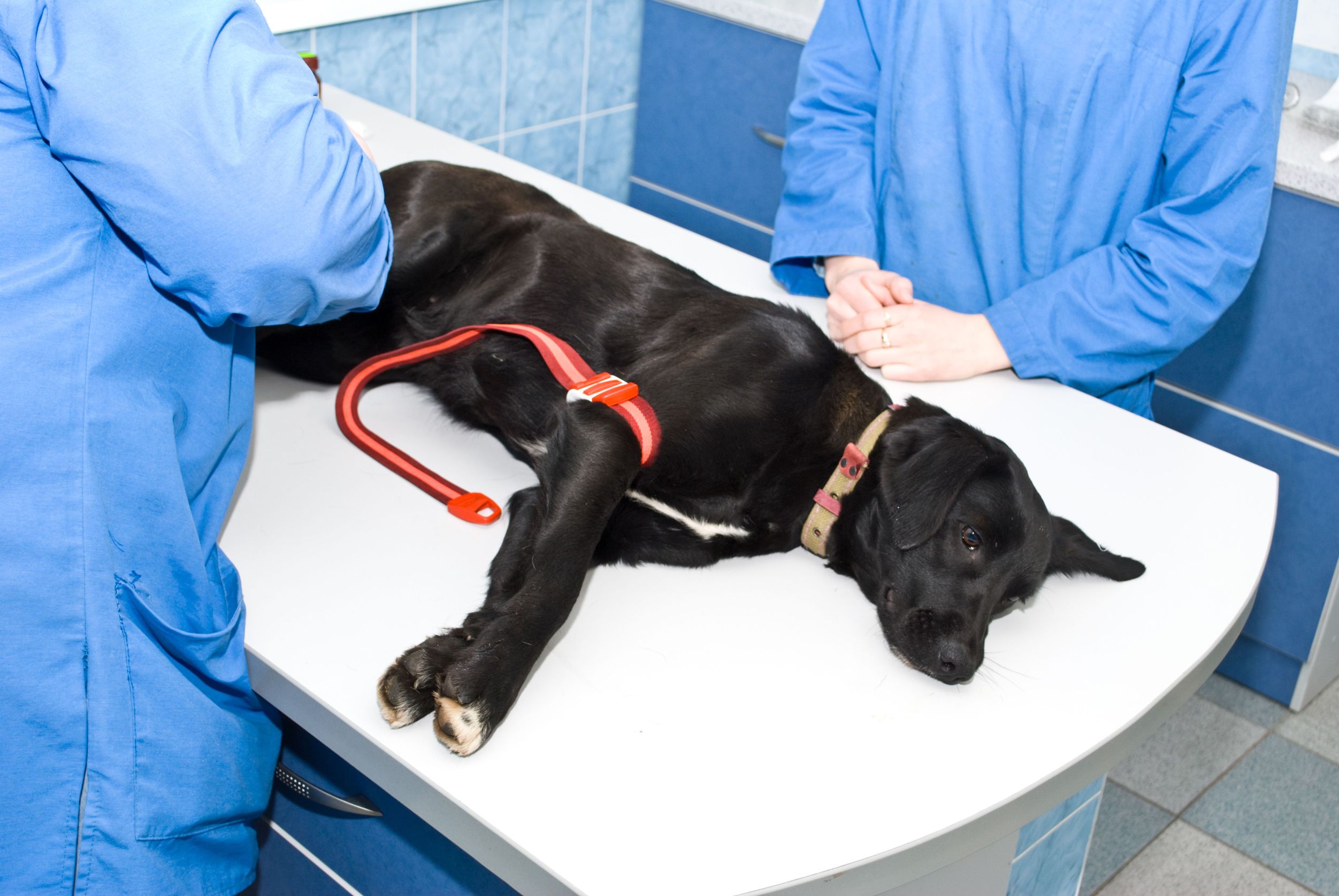 FAQs About Pet Surgery Deptford Services at RegionalVet