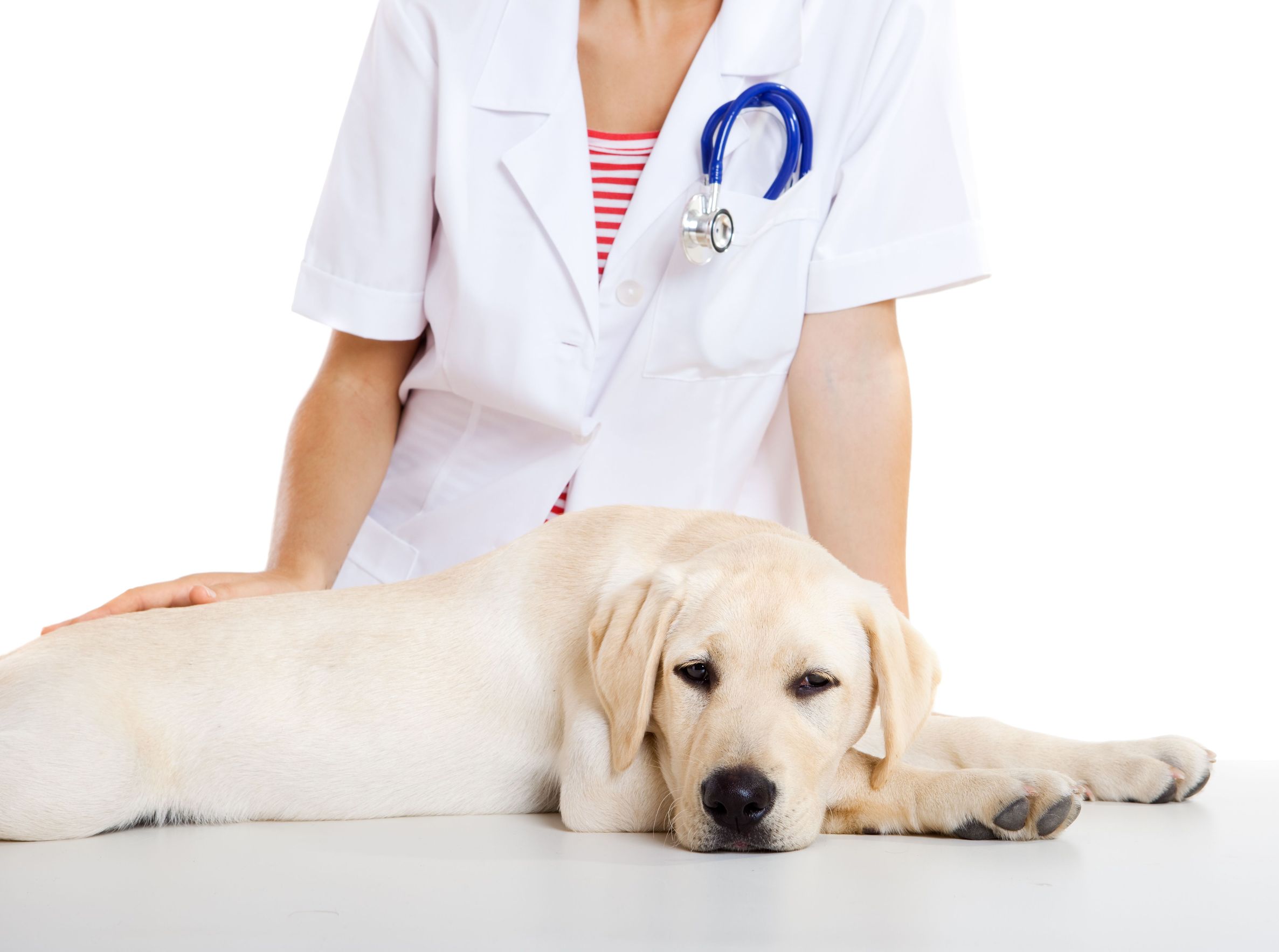 Get Your Dogs Teeth Checked At A Pet Clinic in Alexandria, VA