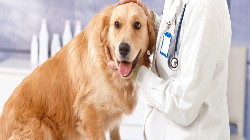 Getting Pet Dental Care in Fort Bend County