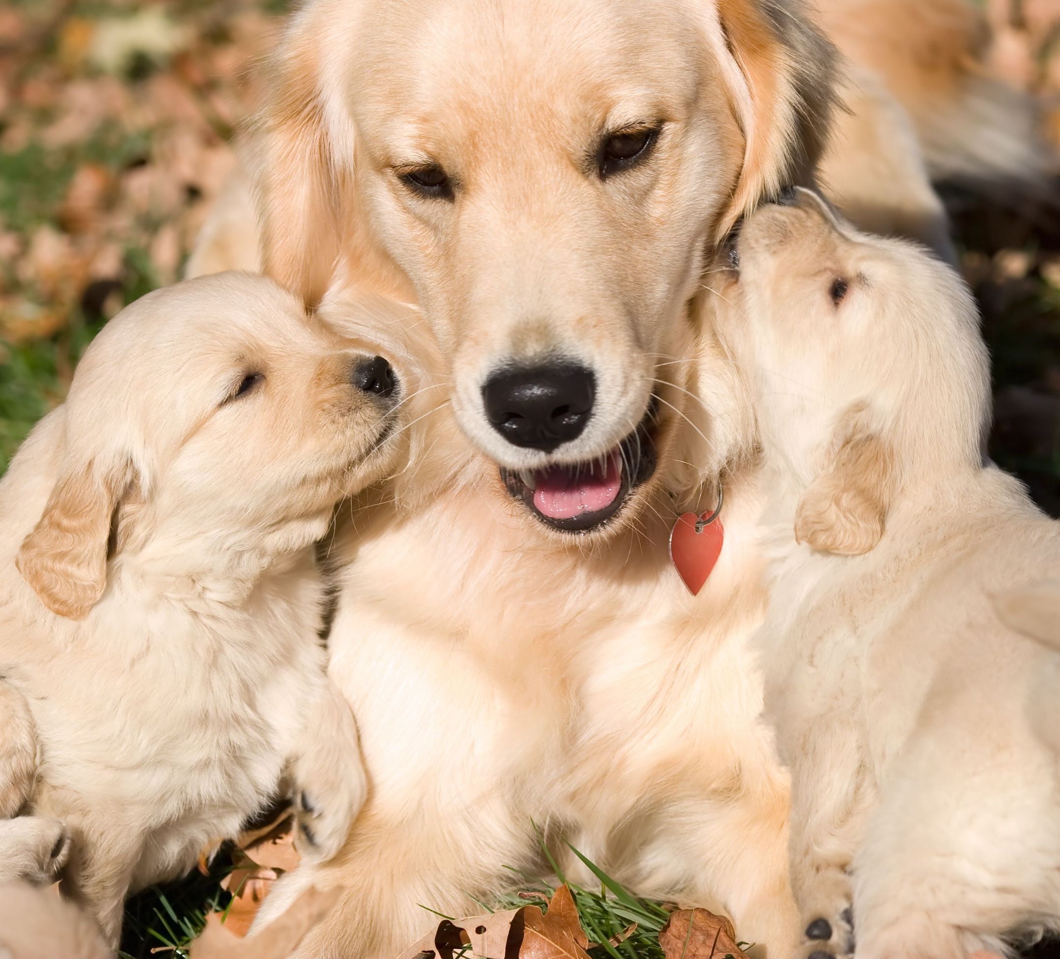 4 Essentials for Dog Health