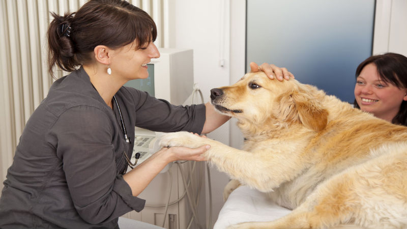 Tips for Seeking the Right Pet Care in Tempe AZ