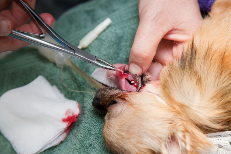 Frequently Asked Questions About Pet Dental Service For Dogs