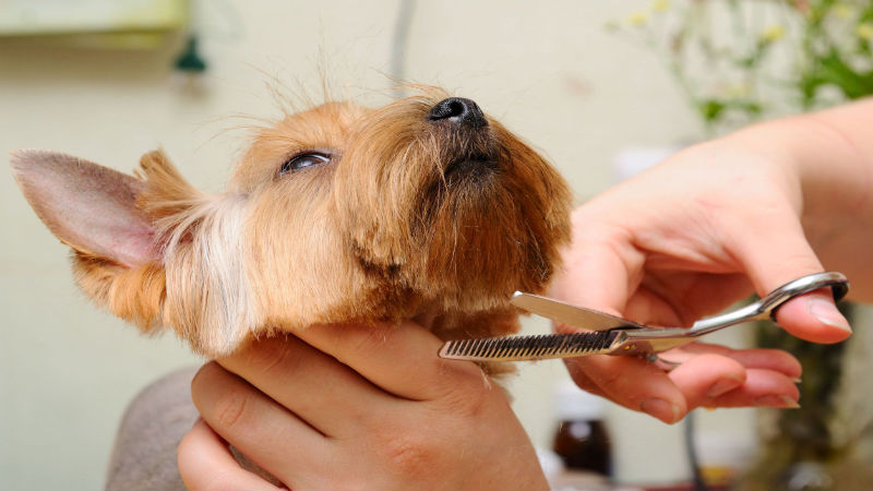 Does Your Dog Get Overly Anxious During Pet Grooming in Mt. Vernon?