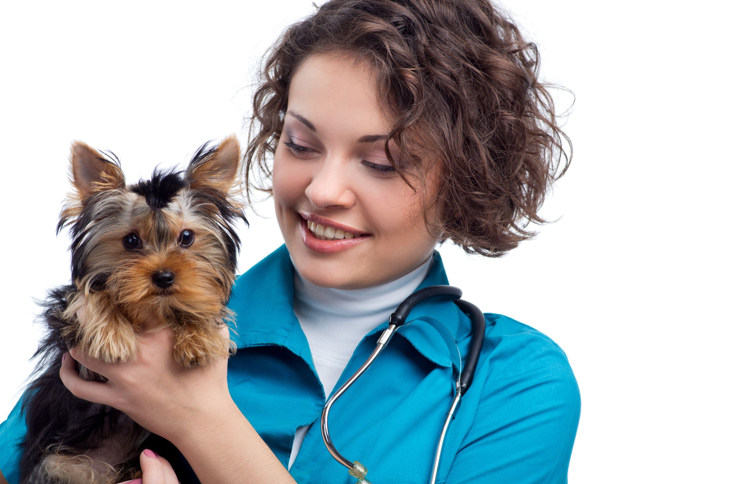 Get Your Pet Fantastic Medical Care with the Help of the Best Pet Care Services