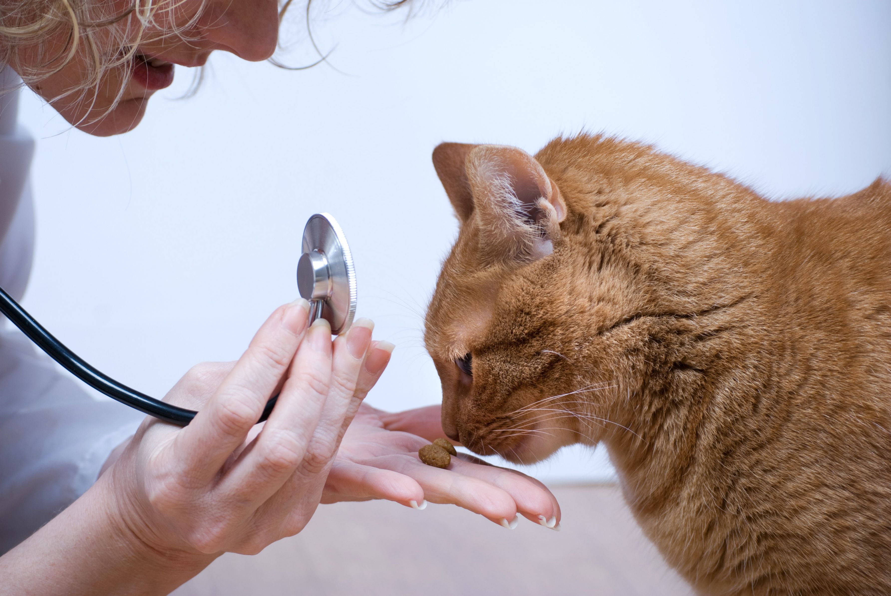 Receiving Veterinary Services near Roswell When A Cat Ages