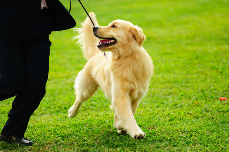 Check Out Doggy Day Care in Omaha NE Today