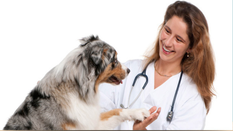 When to Take Your Puppy to an Animal Medical Center in Barnegat, NJ