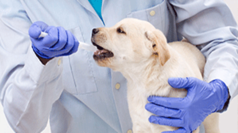 Give Your Pet the Best Care Possible at a Quality Vet Clinic in Richmond, TX