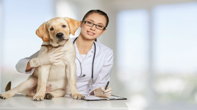 Reasons to Consider a Canine Chiropractor