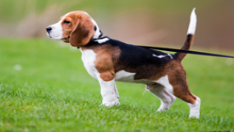 The Many Benefits of Hiring a Professional Dog Walker in Timonium, MD