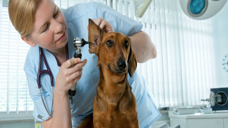 When to Visit Veterinarians in Sugar Land