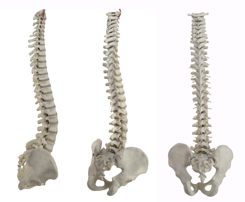 Seek Professional Help When Spine Pain Has Taken Control of Your Life